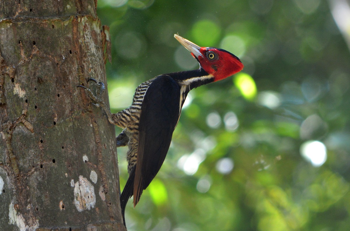 Pale-billed Woodpecker - ML165366421