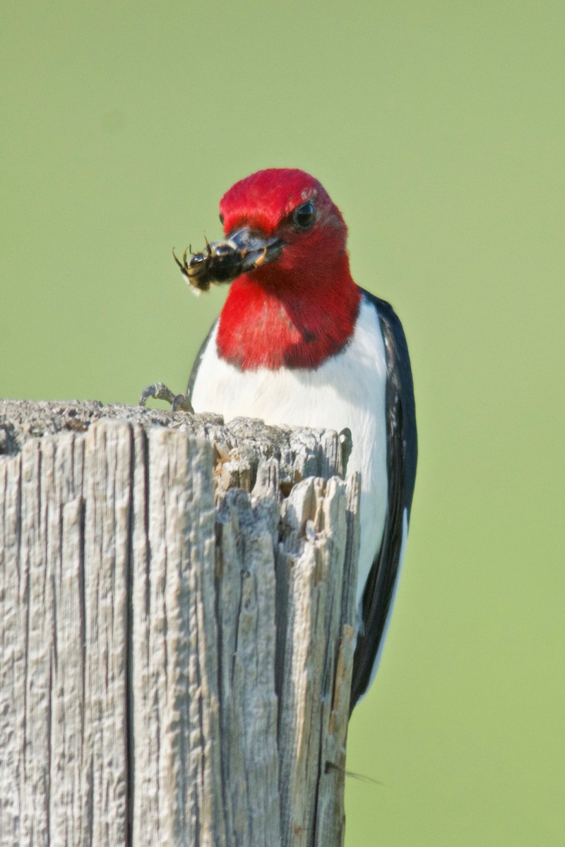 Red-headed Woodpecker - Hobart Collins
