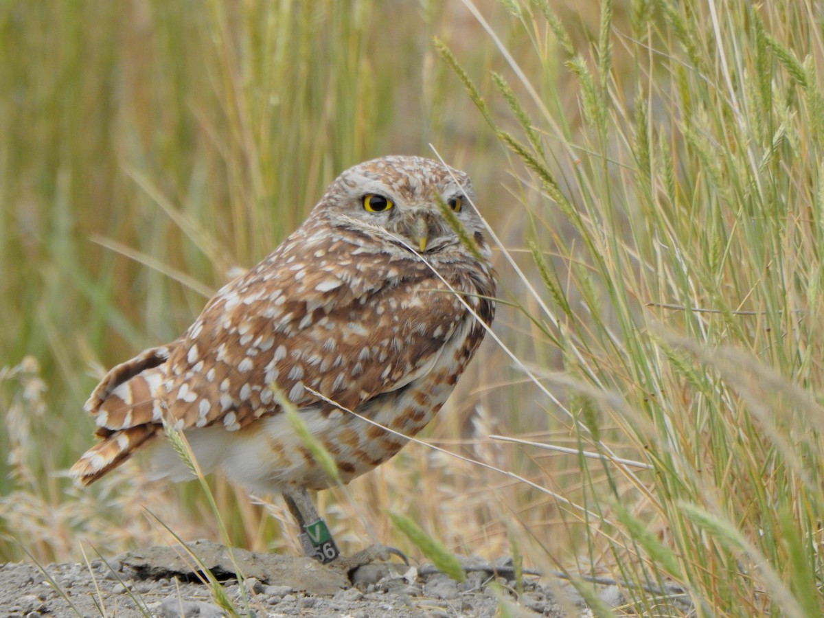 Burrowing Owl - Kalin Ocaña