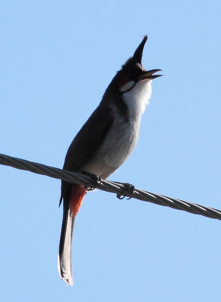 Red-whiskered Bulbul - Ains Priestman