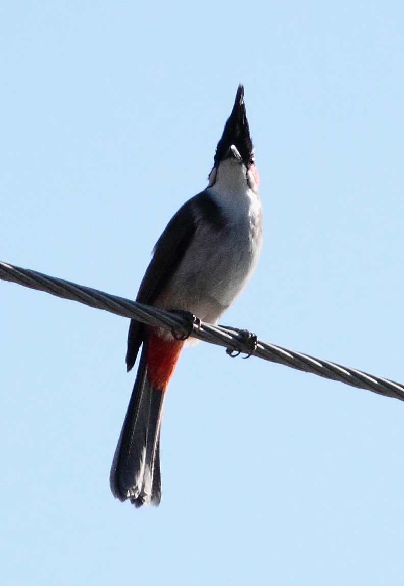 Red-whiskered Bulbul - Ains Priestman
