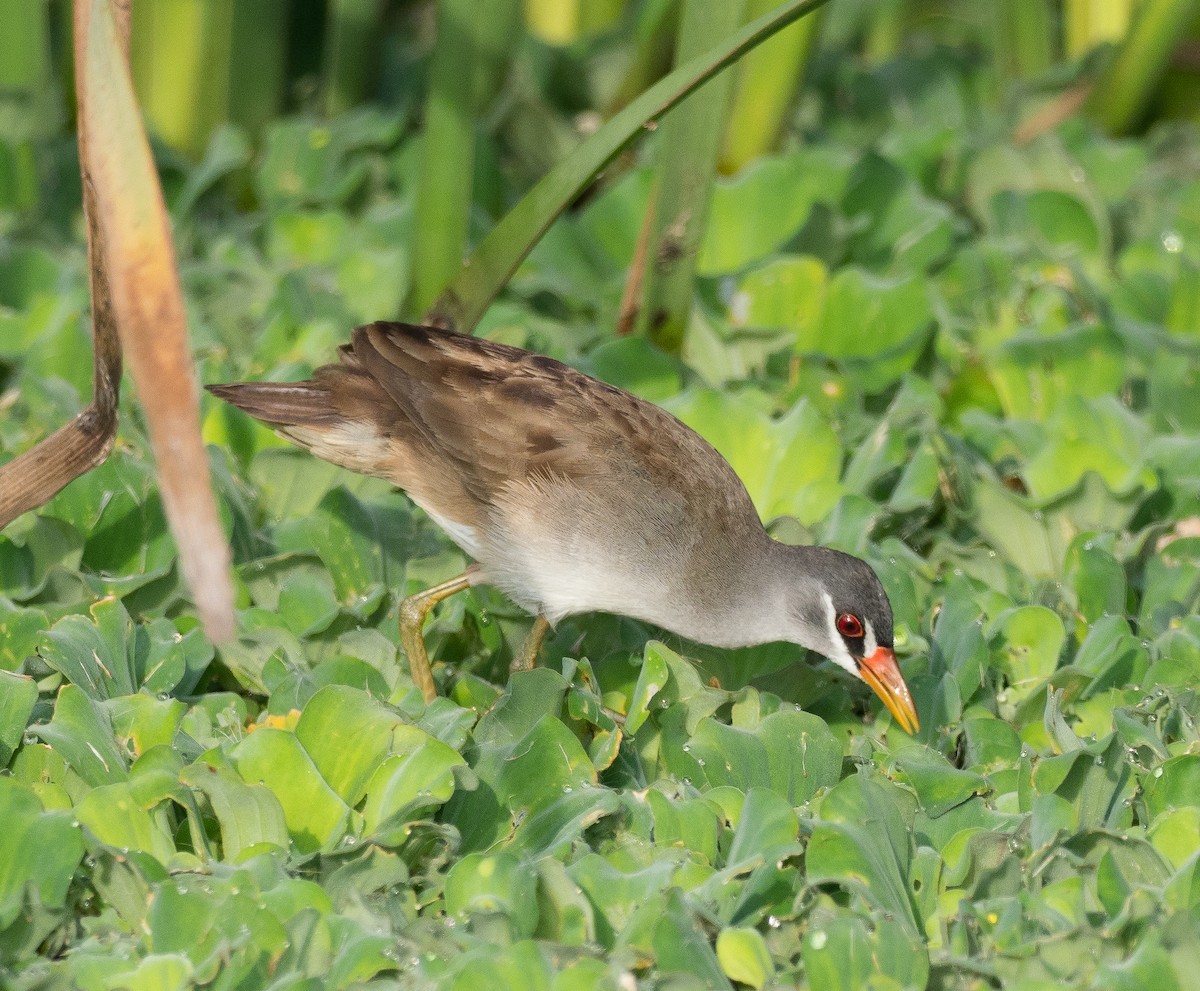 White-browed Crake - Anonymous