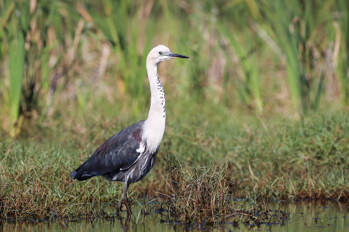 Pacific Heron - Ged Tranter