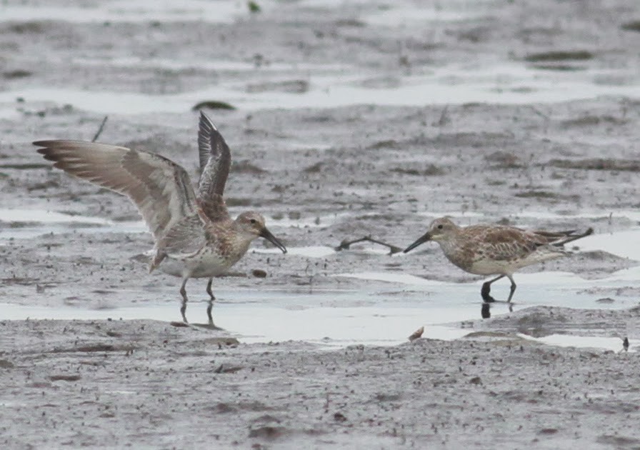 Great Knot - ML165381541