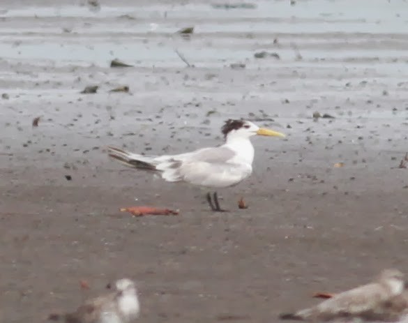 Great Crested Tern - ML165381681
