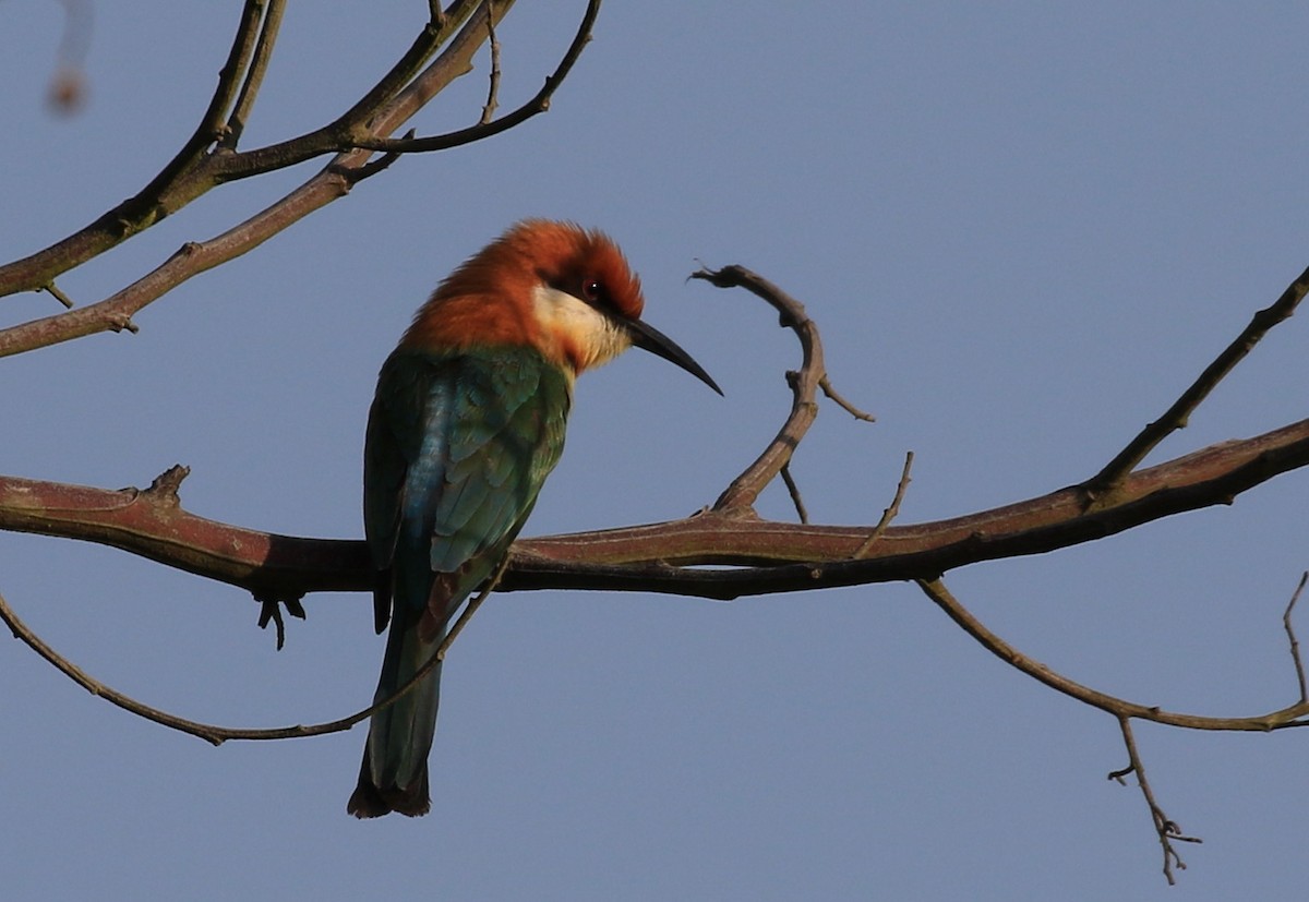 Chestnut-headed Bee-eater - Vijaya Lakshmi