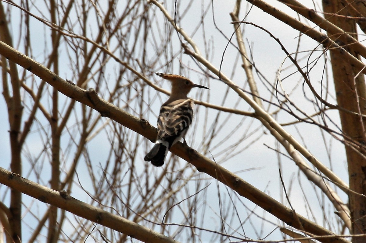 Eurasian Hoopoe - Neil and Lucy Rogers