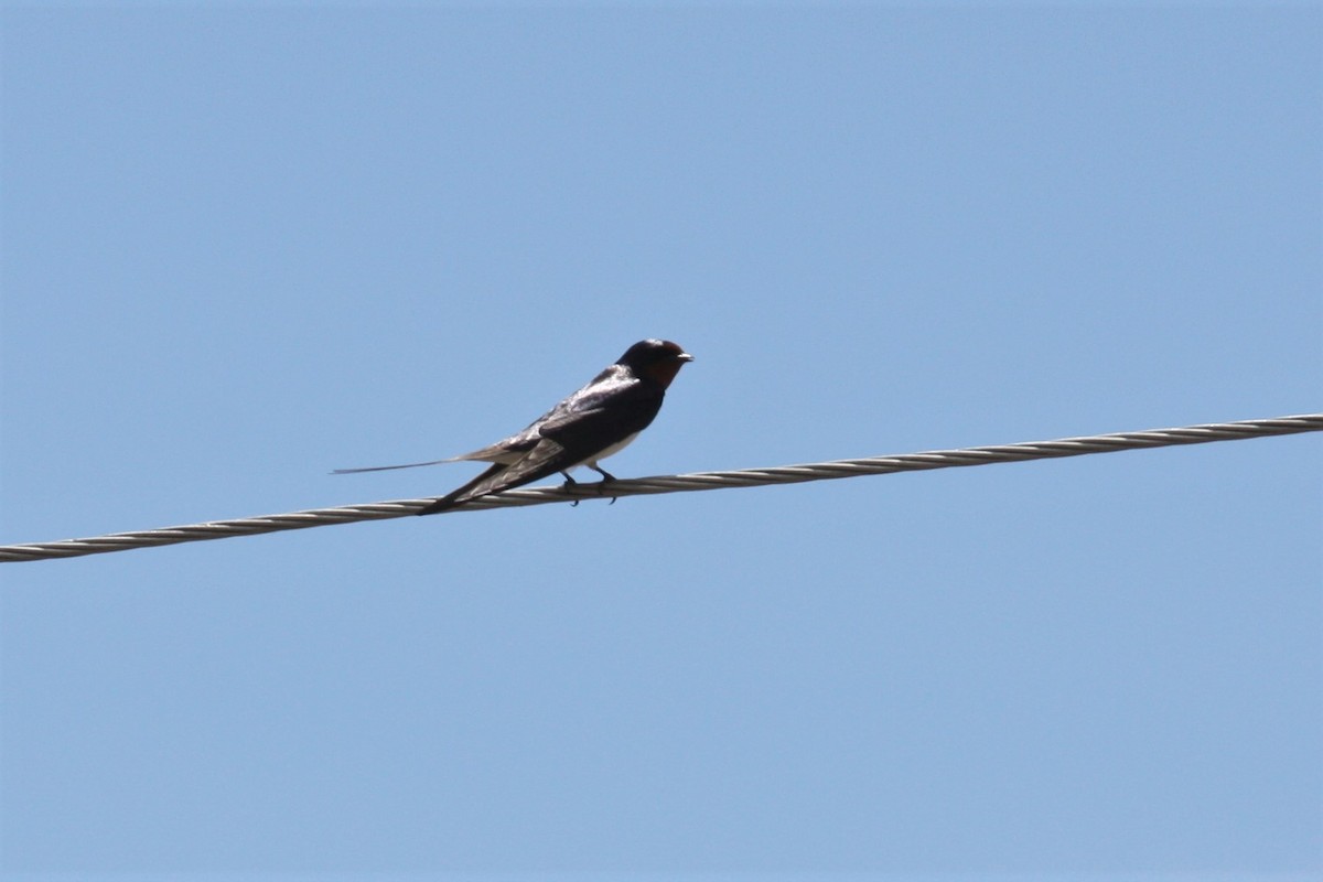 Barn Swallow - ML165383181