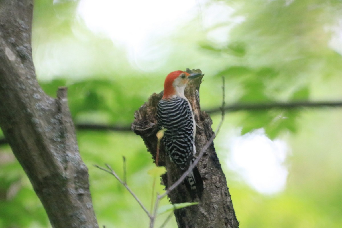 Red-bellied Woodpecker - ML165385491
