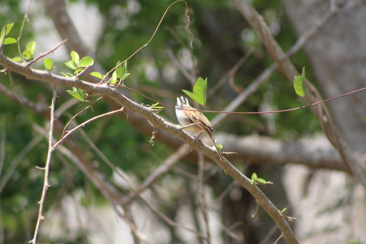 Stripe-headed Sparrow - ML165387371