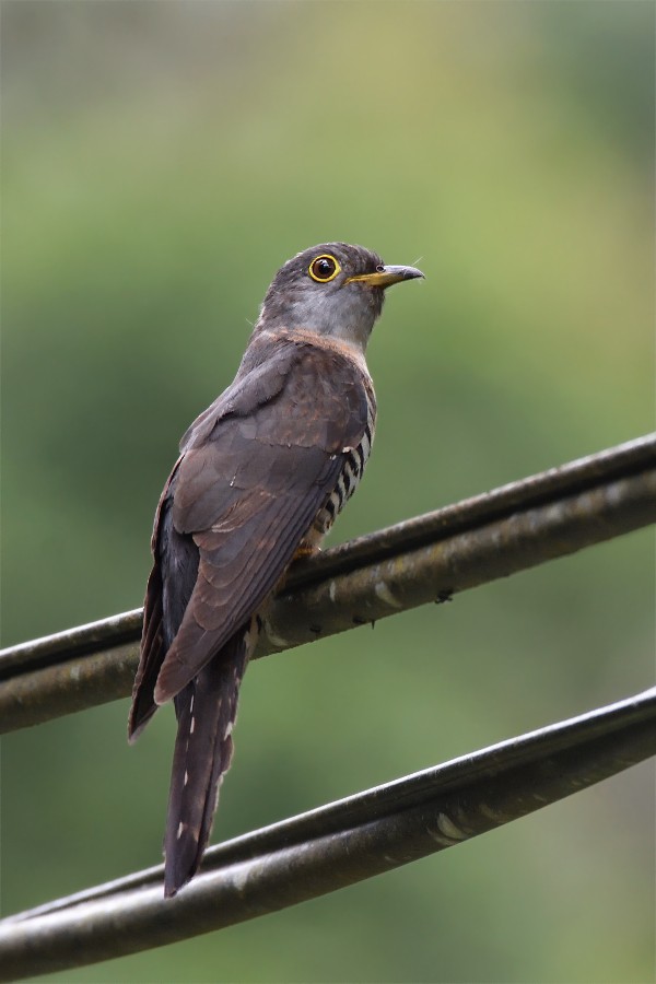 Sunda Cuckoo - Prayitno Goenarto