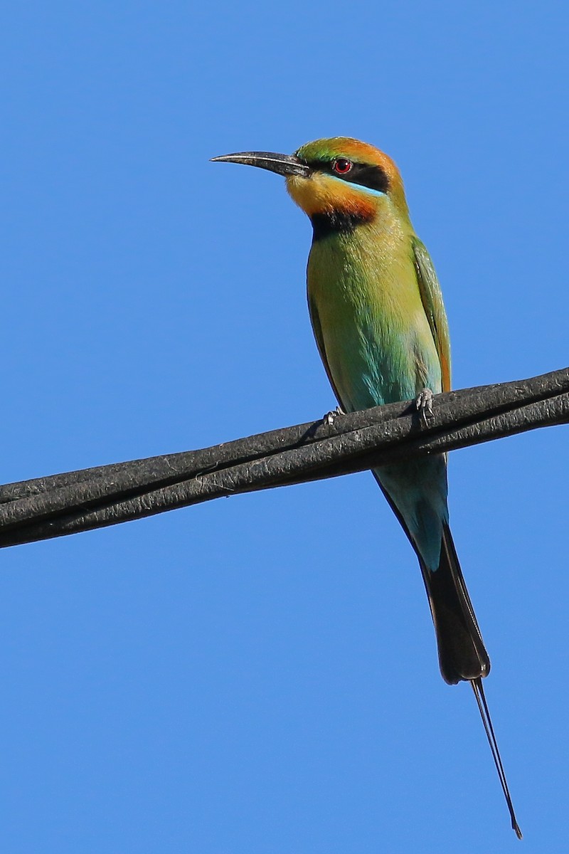 Rainbow Bee-eater - ML165389141