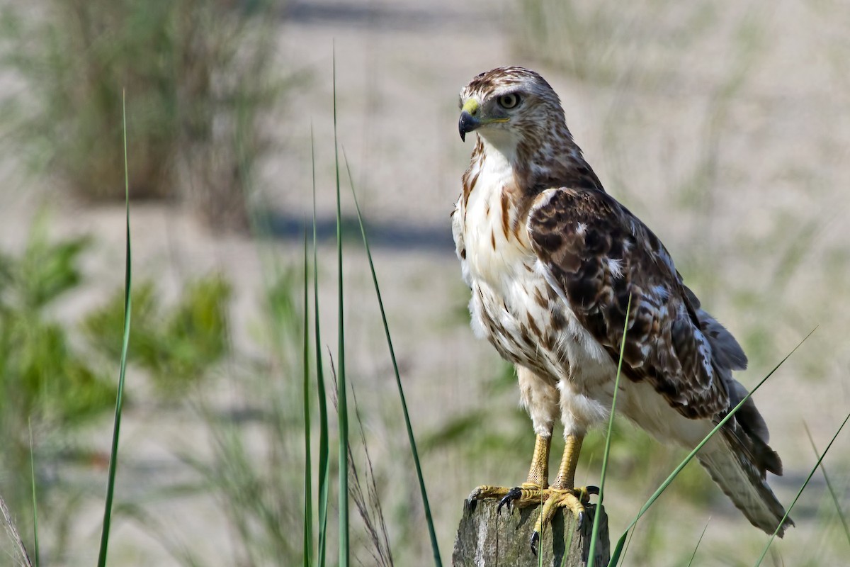 Red-tailed Hawk - ML165389231