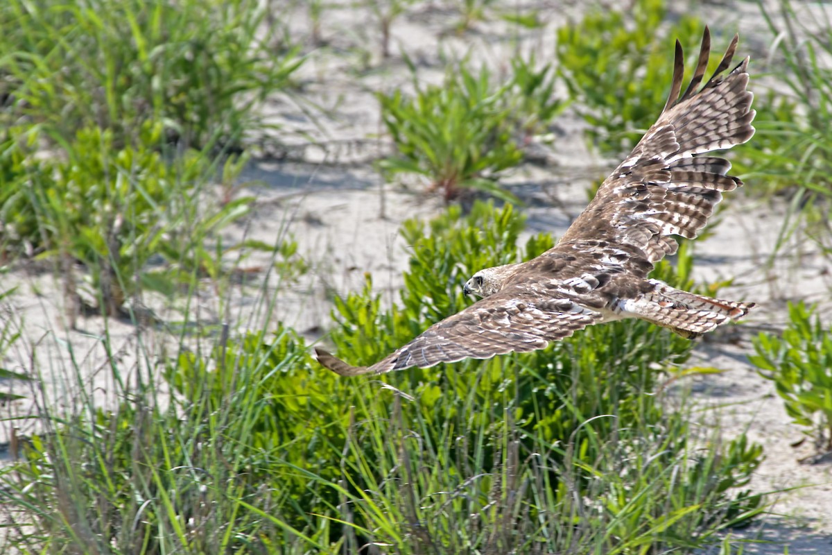 Red-tailed Hawk - ML165389241