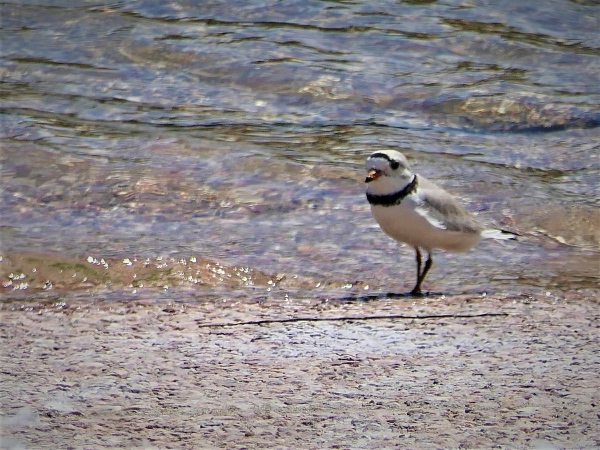 Piping Plover - ML165392261