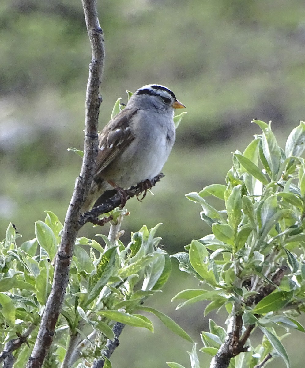White-crowned Sparrow - ML165393041