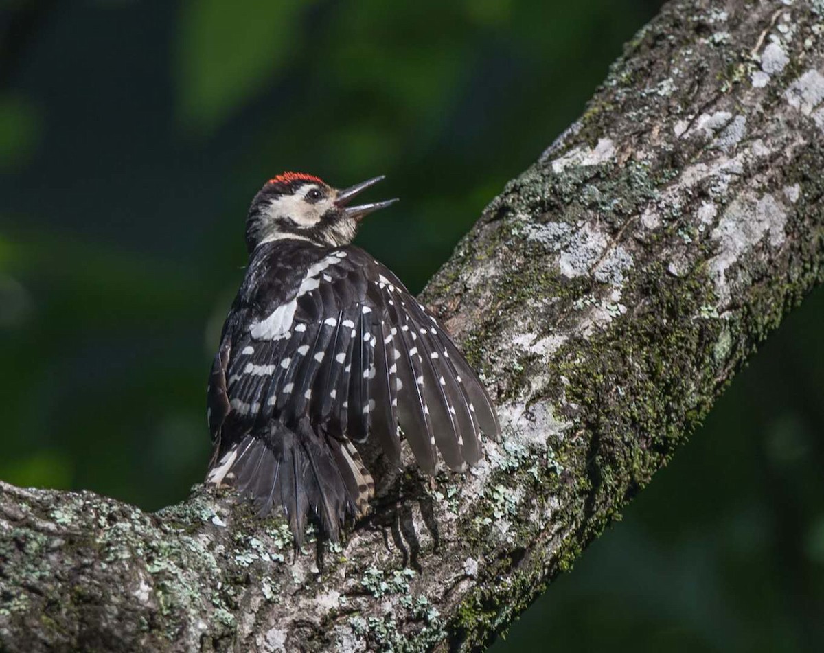 Great Spotted Woodpecker - ML165397391