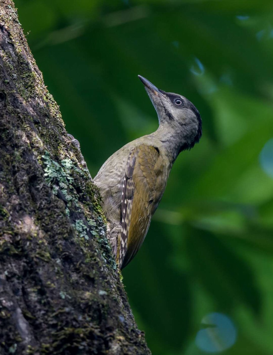 Gray-headed Woodpecker - ML165397451