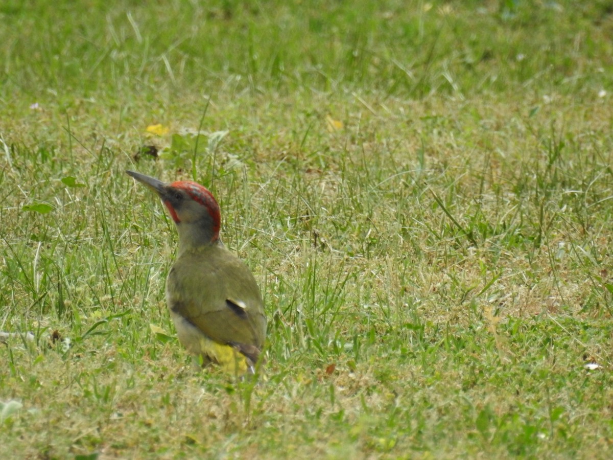 Iberian Green Woodpecker - ML165403771