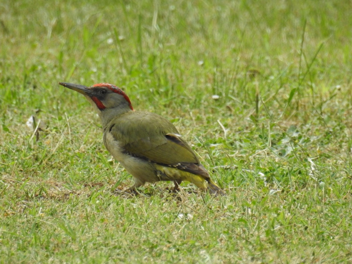 Iberian Green Woodpecker - ML165403781