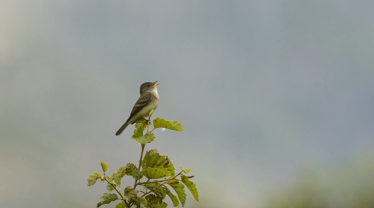Willow Flycatcher - Ian Routley