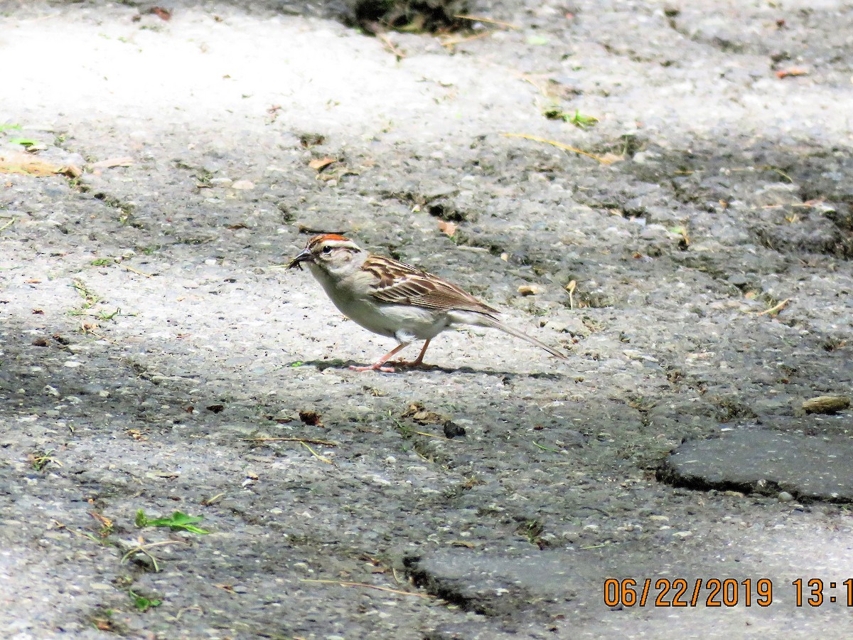 Chipping Sparrow - ML165404851