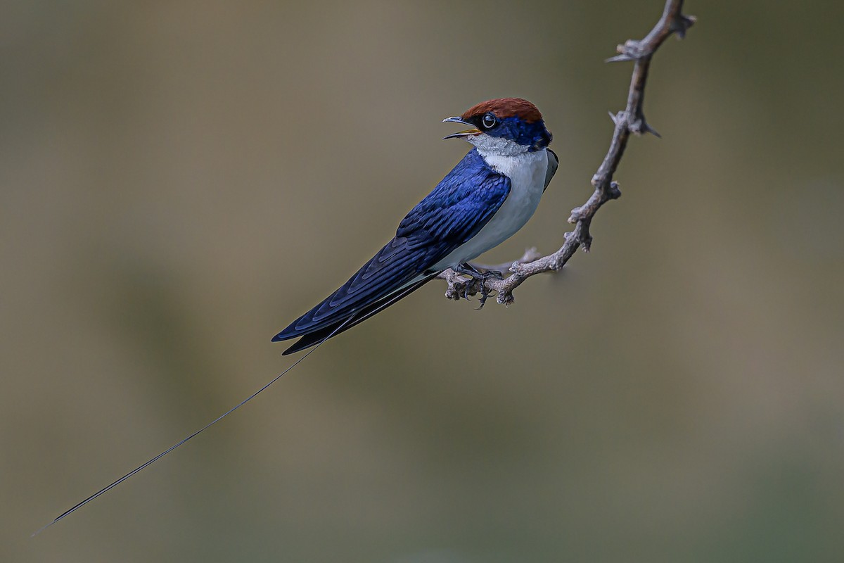 Wire-tailed Swallow - Nitin Chandra