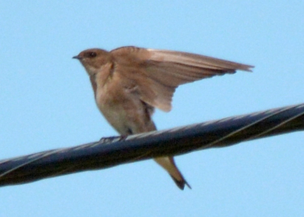 Northern Rough-winged Swallow - Janet Smigielski