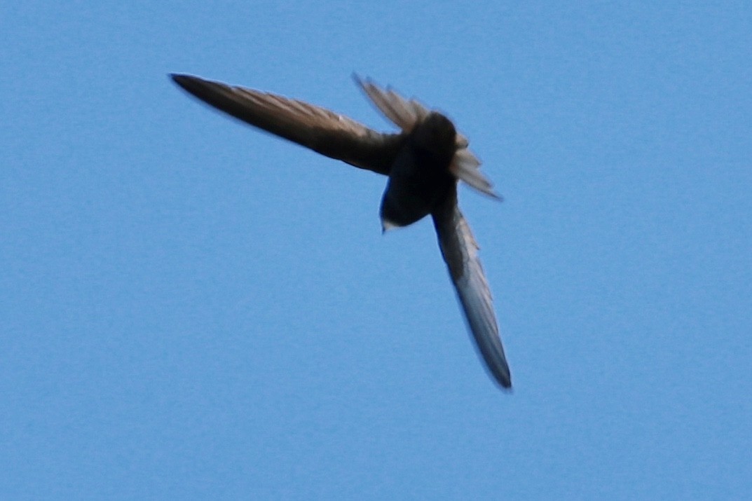 Common Swift - Zebedee Muller