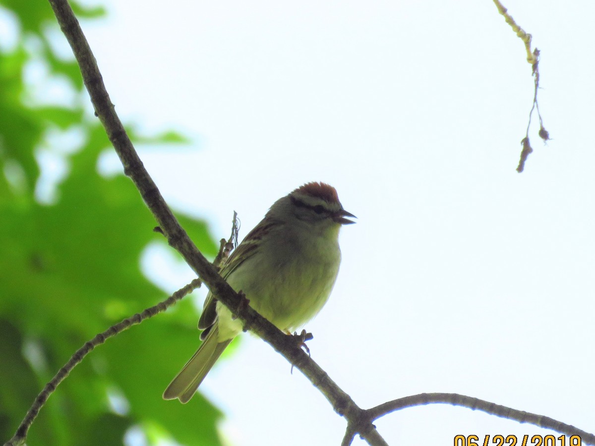 Chipping Sparrow - ML165406451