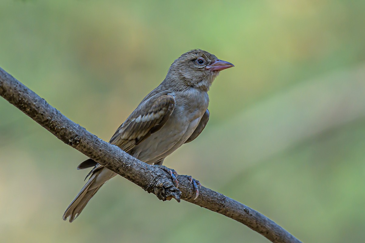 Yellow-throated Sparrow - Nitin Chandra
