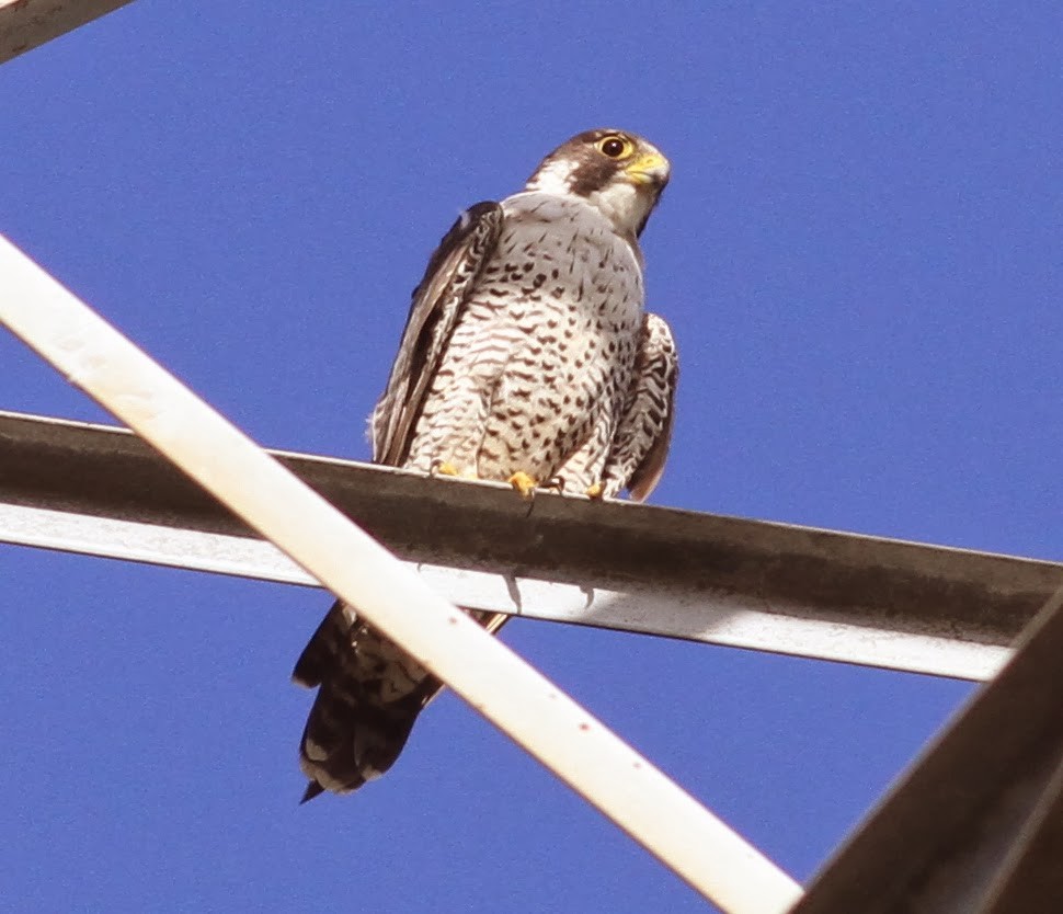 Peregrine Falcon (Tundra) - ML165410201
