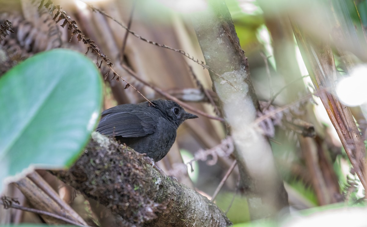 Brown-rumped Tapaculo - ML165411641