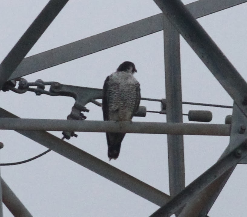 Peregrine Falcon (Tundra) - ML165412411