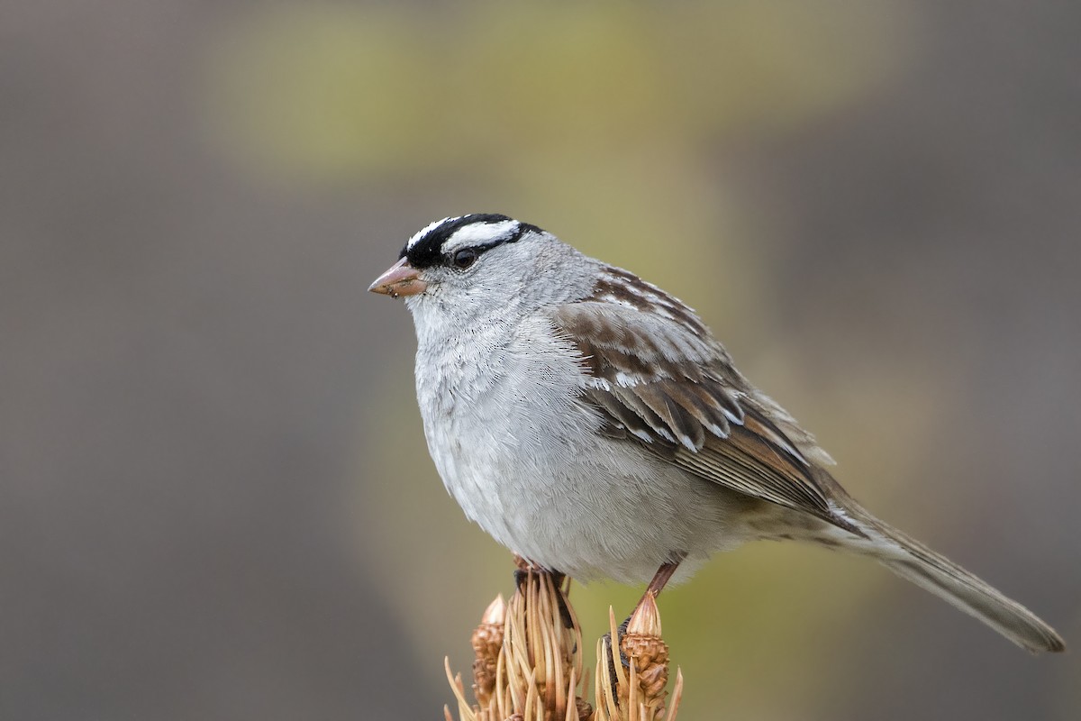 White-crowned Sparrow (oriantha) - Bradley Hacker 🦜