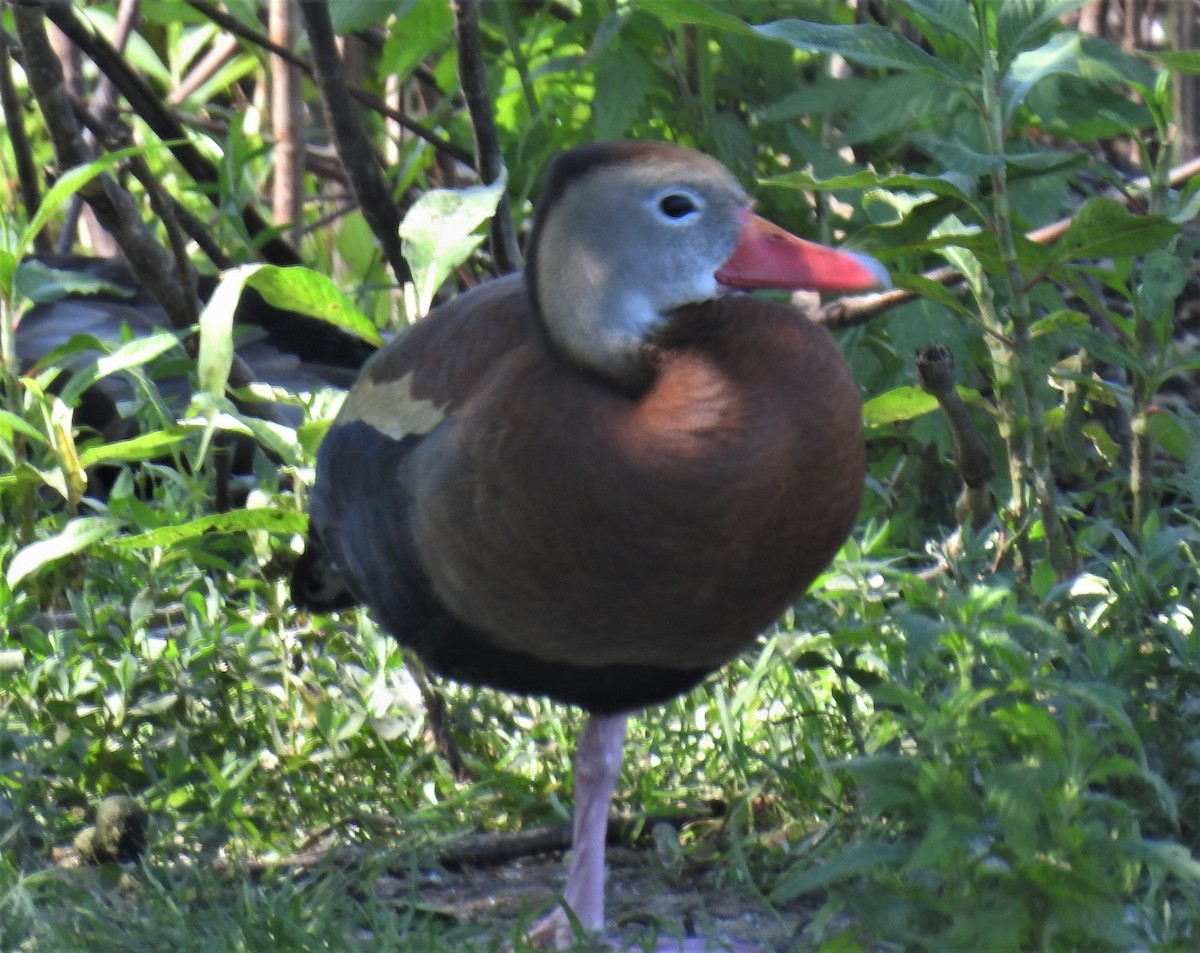 Black-bellied Whistling-Duck - ML165415511