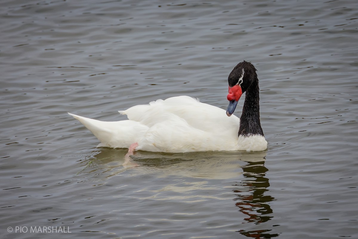 Black-necked Swan - ML165415981