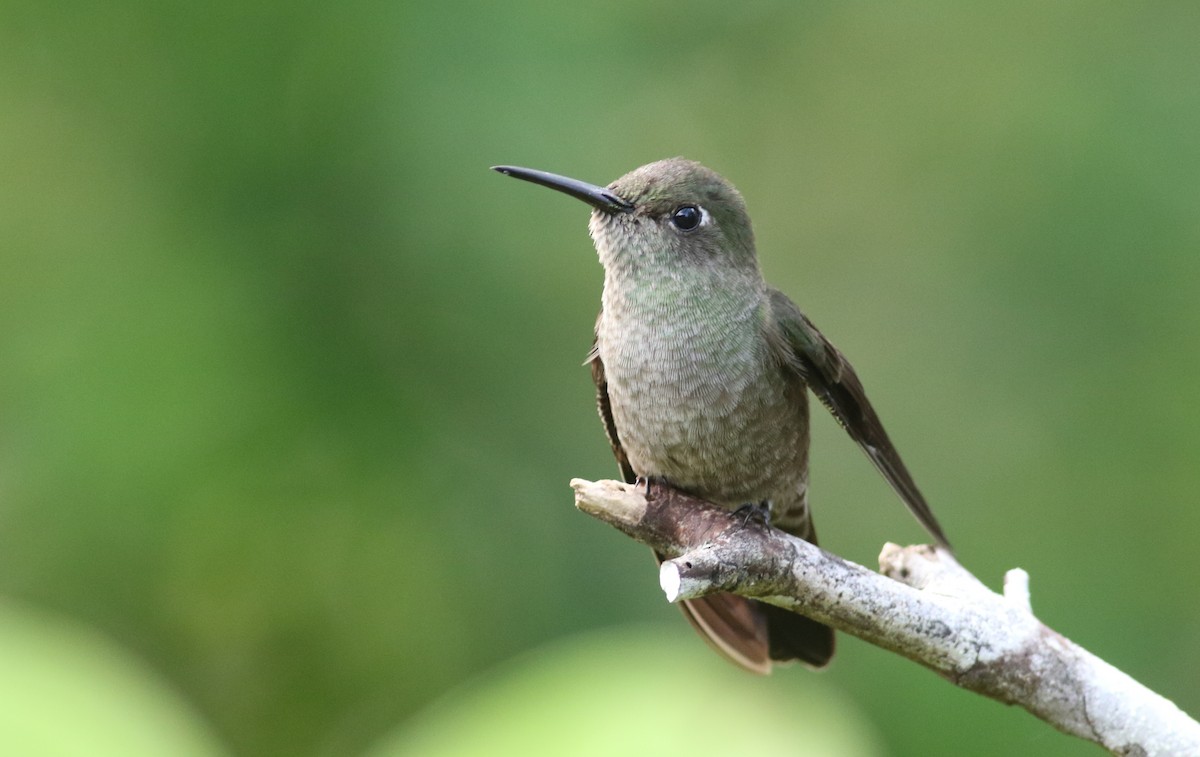 Sombre Hummingbird - ML165417241