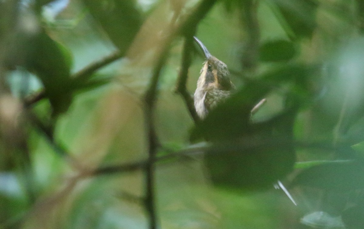 Scale-throated Hermit - ML165418651