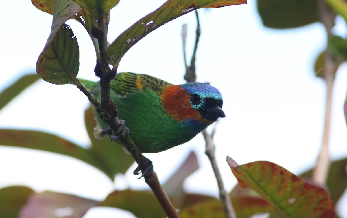 Red-necked Tanager - ML165419991