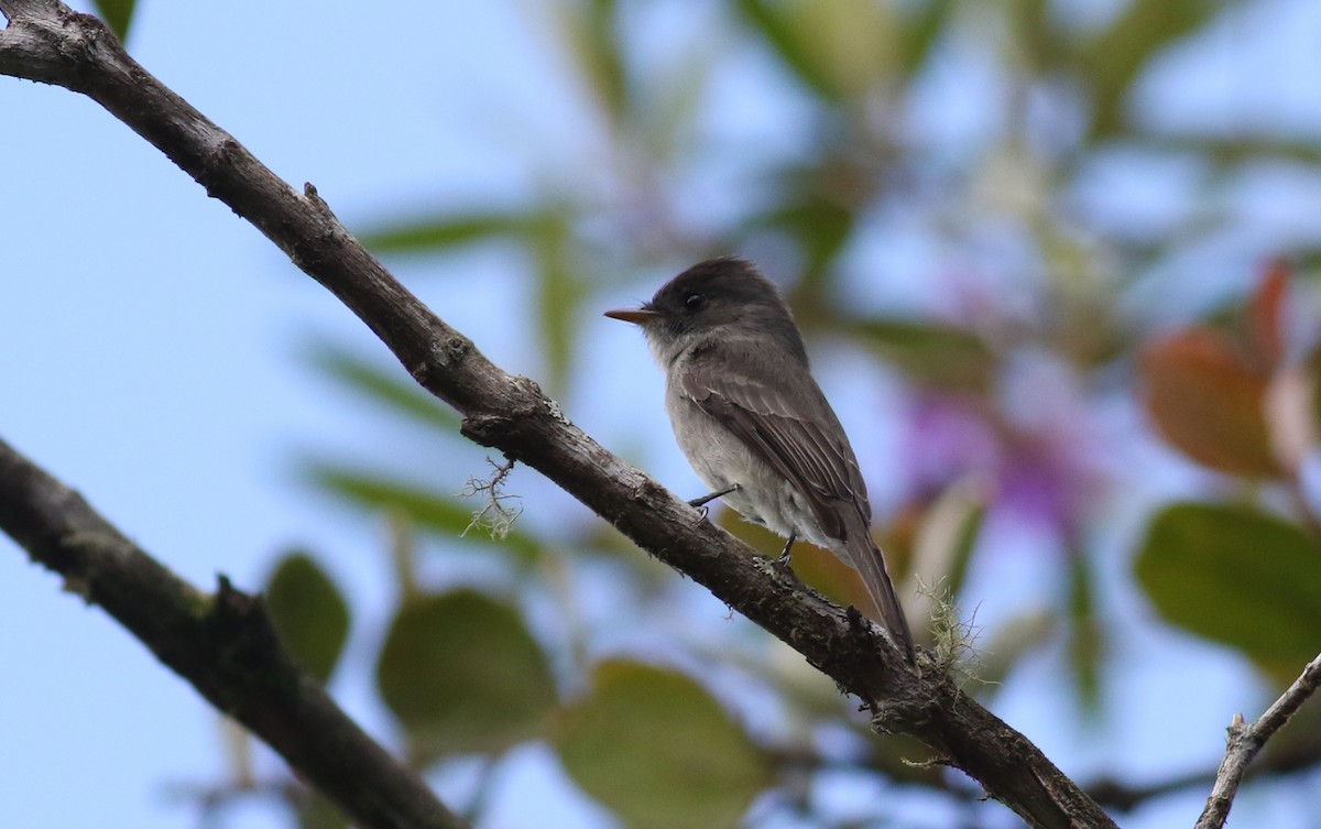 Southern Tropical Pewee - ML165420001