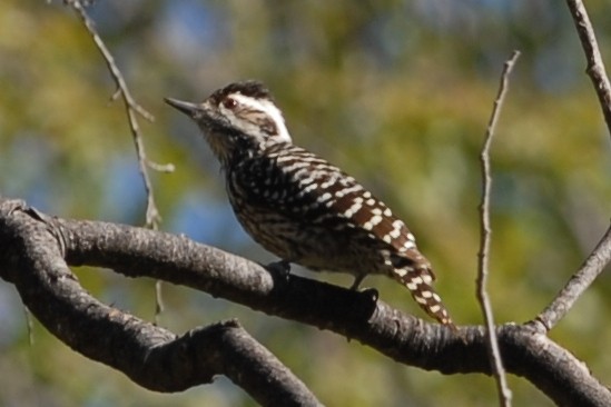 Striped Woodpecker - ML165420191