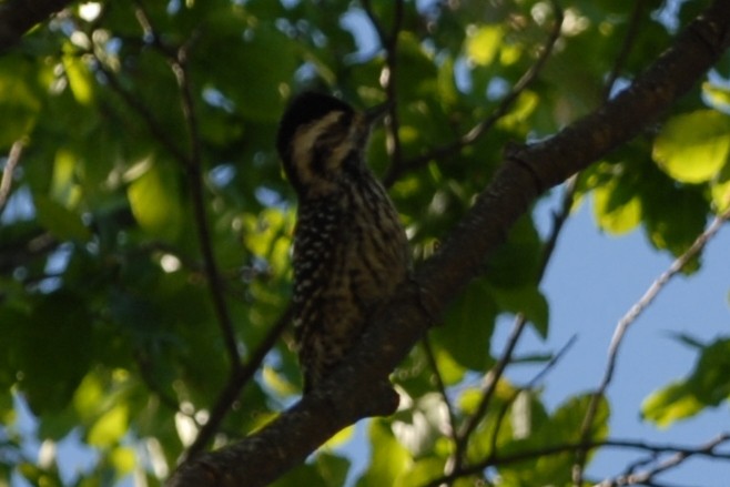 Striped Woodpecker - ML165420201