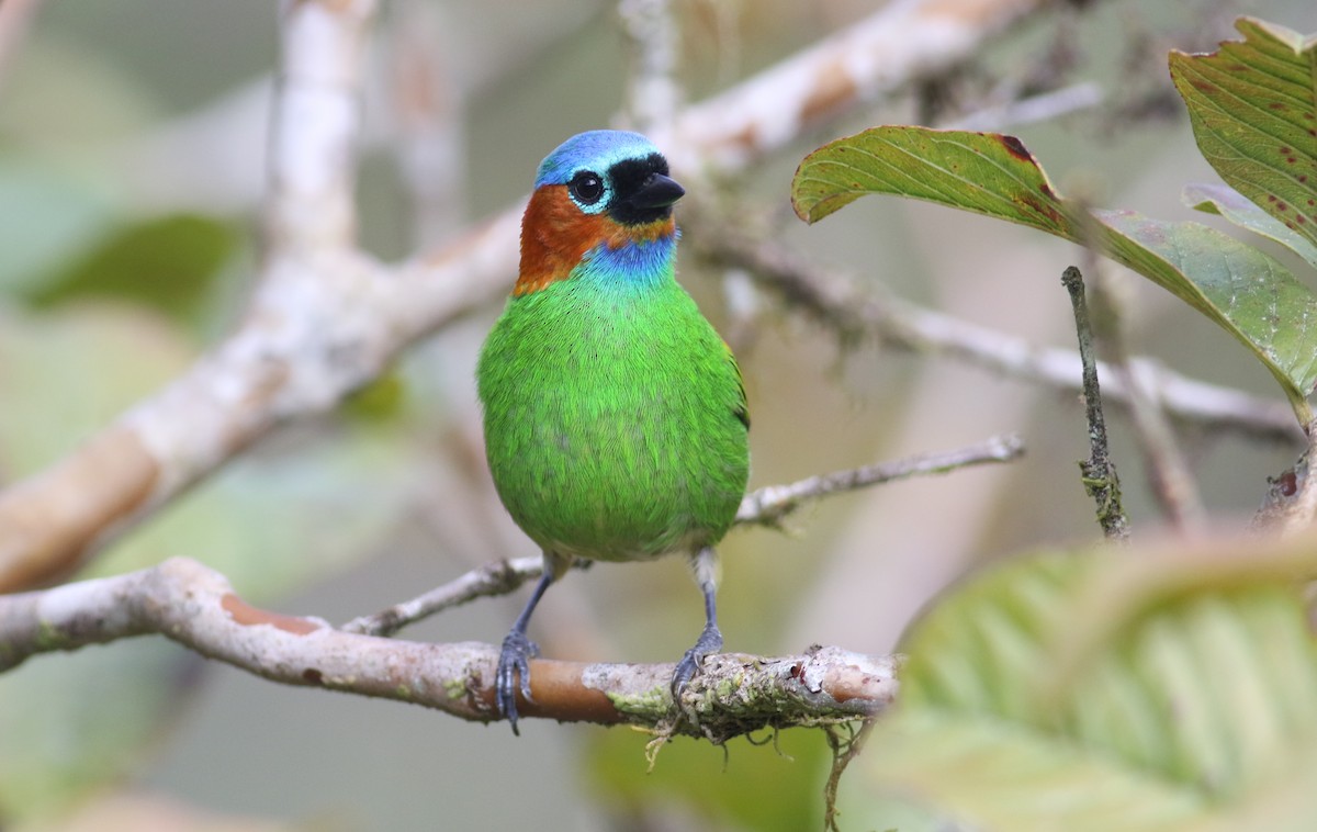 Red-necked Tanager - ML165420471