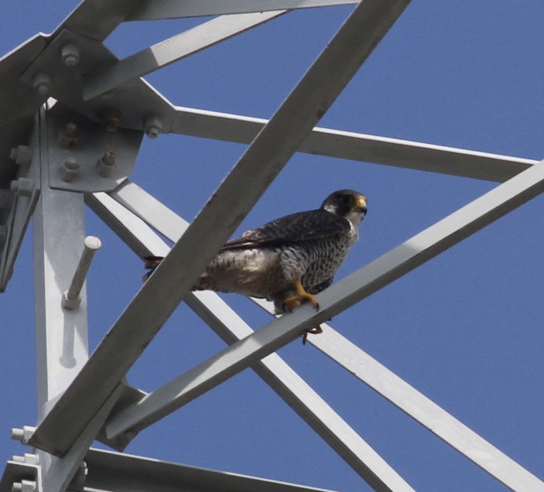 Peregrine Falcon (Tundra) - ML165423121