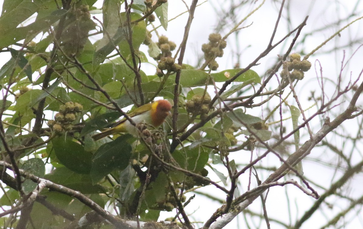 Rufous-headed Tanager - ML165424251