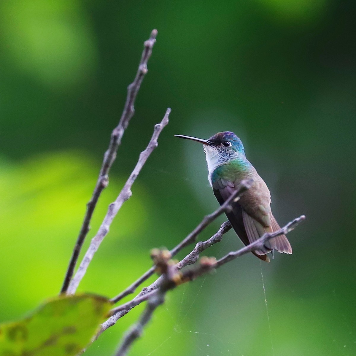 Azure-crowned Hummingbird - Luis Jose Kafie