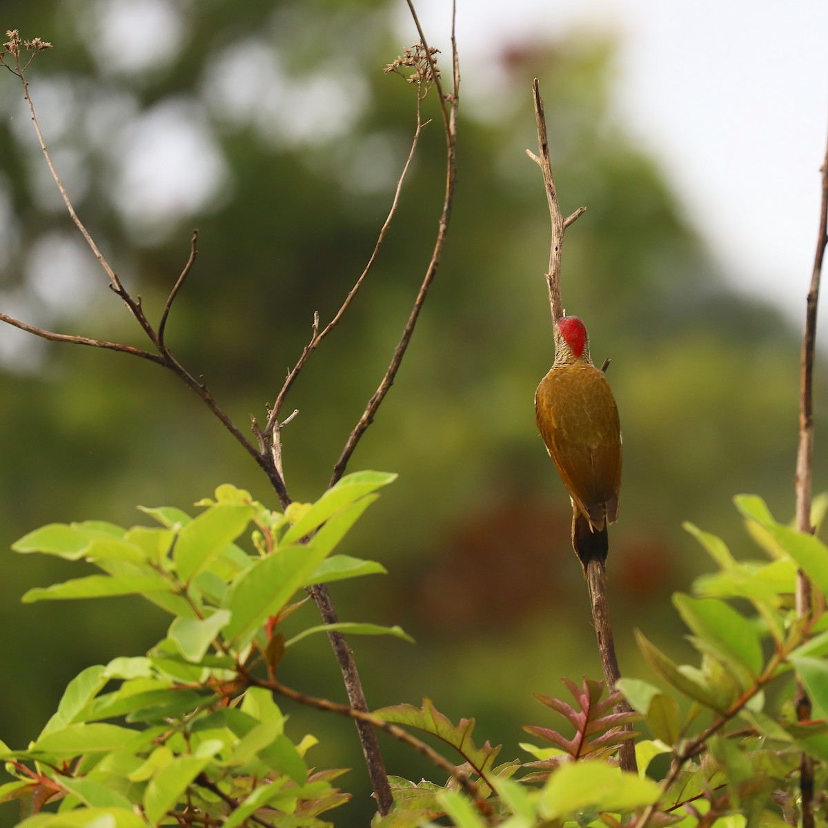 Golden-olive Woodpecker - ML165425141