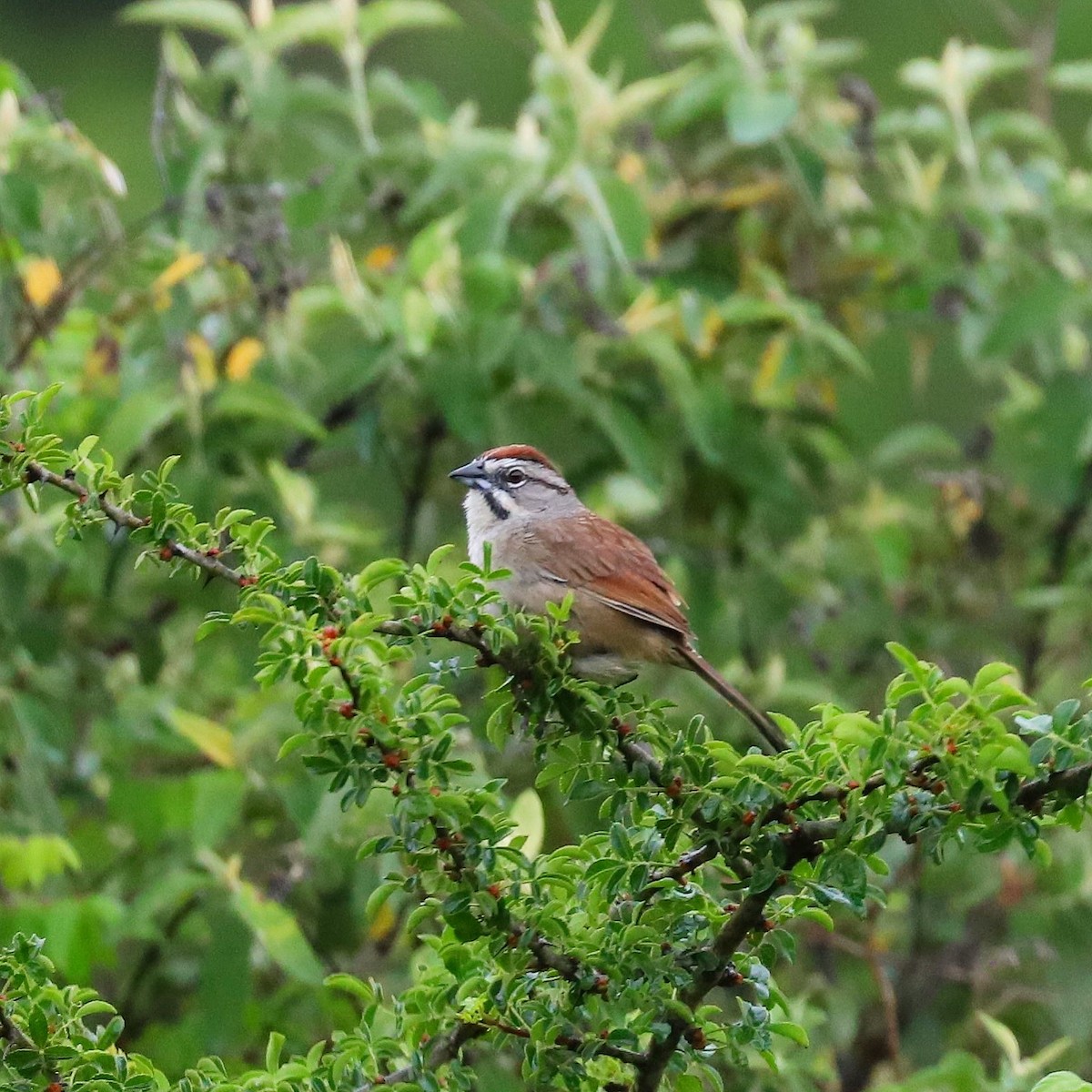 Rusty Sparrow - ML165425251