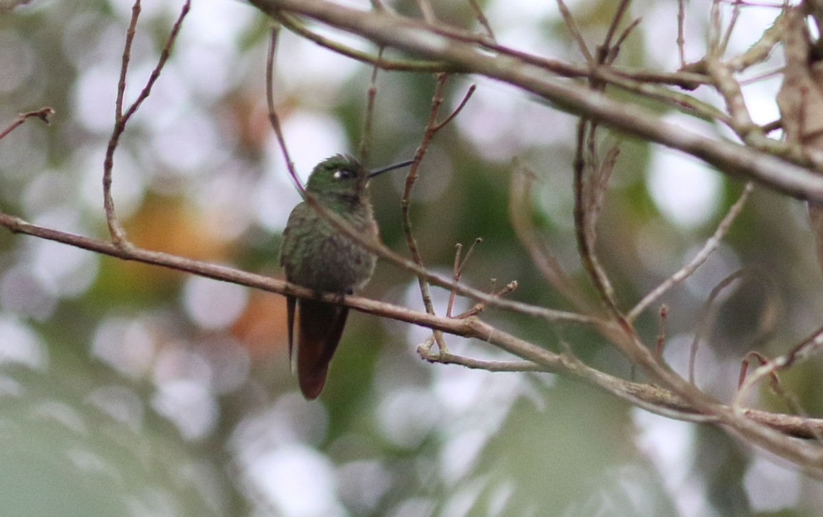 kolibřík brazilský - ML165426771
